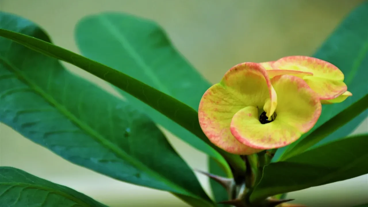 Do Houseplants Really Clean Indoor Air