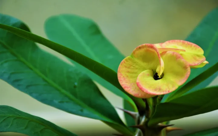 Do Houseplants Really Clean Indoor Air