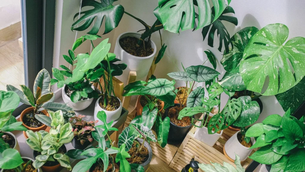 A living room wall crowded with more than a dozen potted houseplants on shelves
