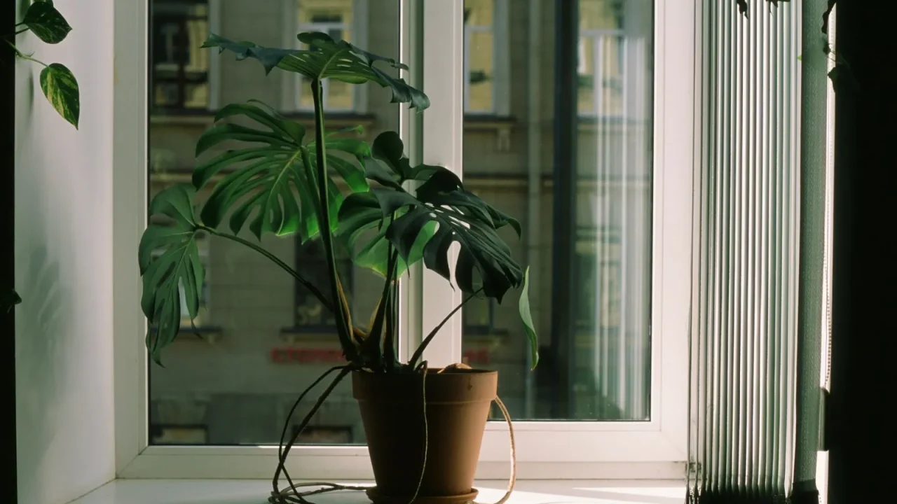 Ideal Humidity for Indoor Plants