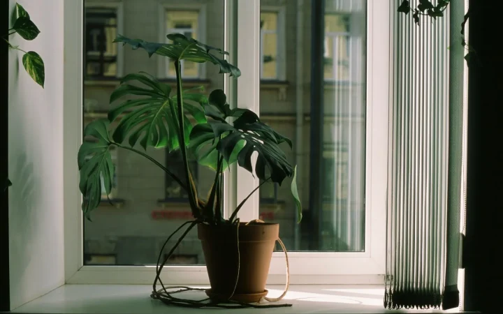 Ideal Humidity for Indoor Plants