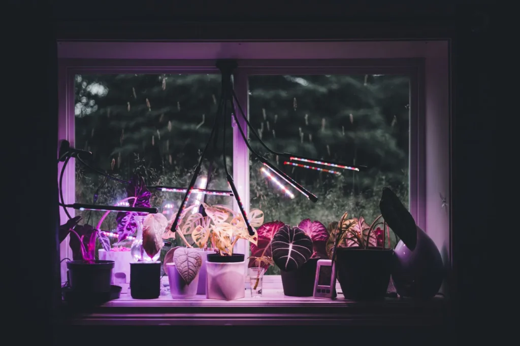 A cluster of tropical houseplants grouped together on a windowsill beside a small cool-mist humidifier
