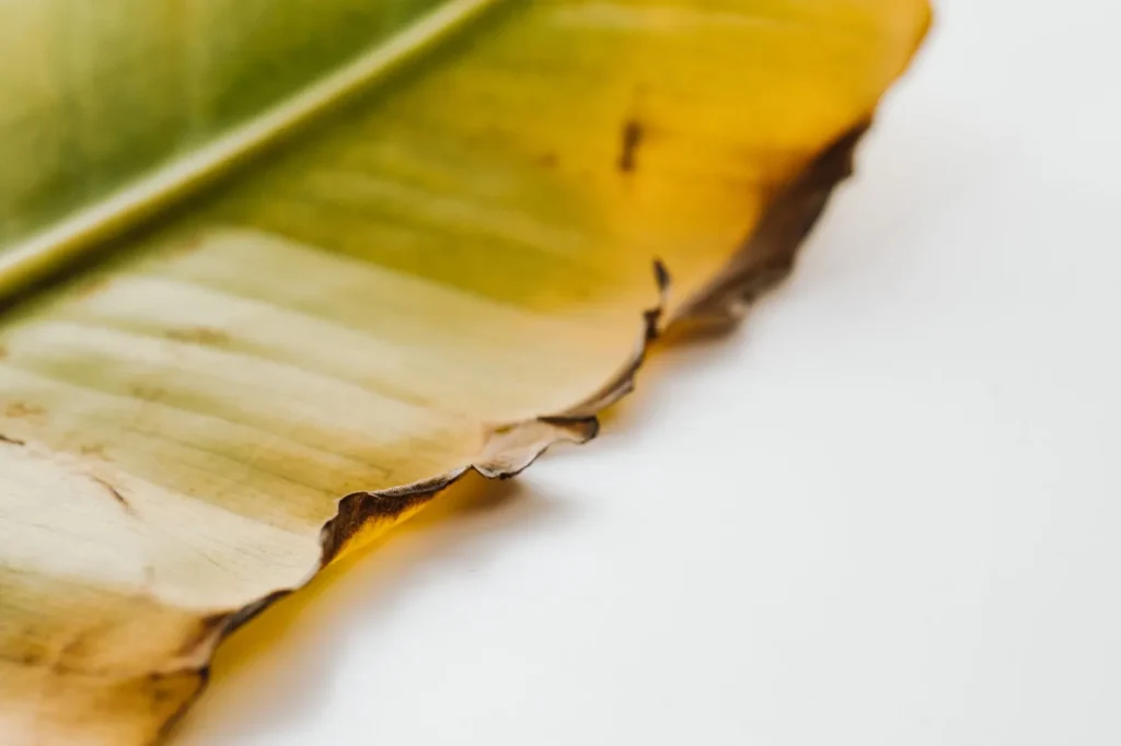 Close-up of a calathea leaf showing crispy brown tips and dry papery edges from low humidity