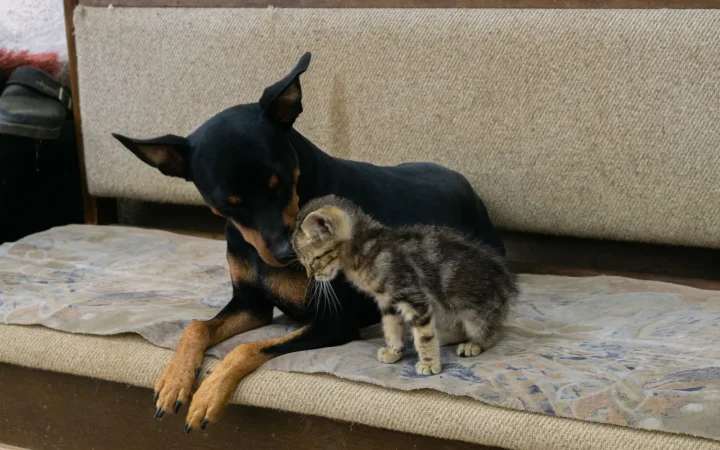 Pet Dander and Indoor Air Quality