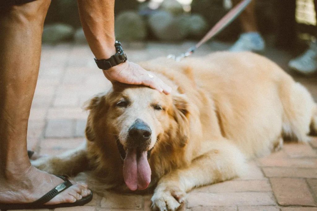A pet owner brushing a dog outdoors to remove loose dander before it spreads inside