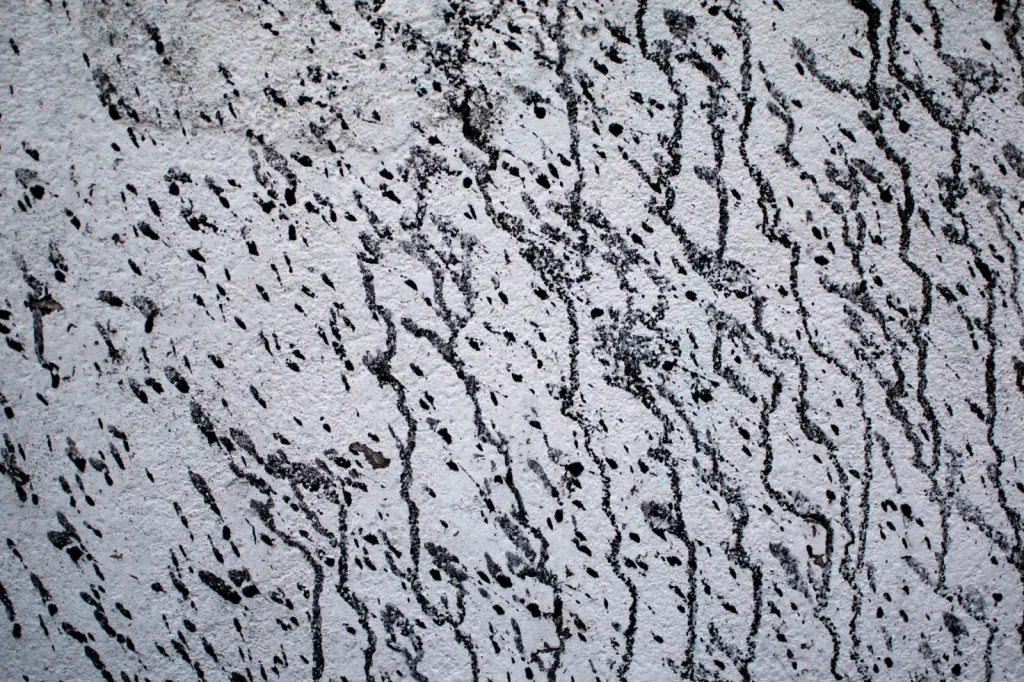 A horizontal tide mark stain running low along an interior plaster wall, the classic sign of rising damp