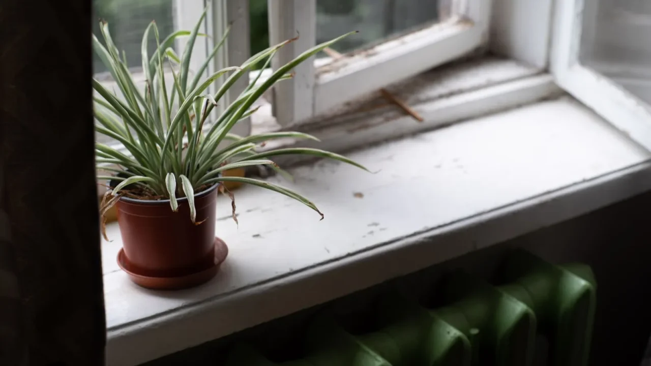 Winter Dry Air Fixes Without a Humidifier